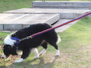 LARGE BLUE&RED Strong Dog Leash Climbing Rope Threaded Pet Training