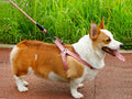 Dog Harness and leash Set Pet Harness Puppy Traction Rope