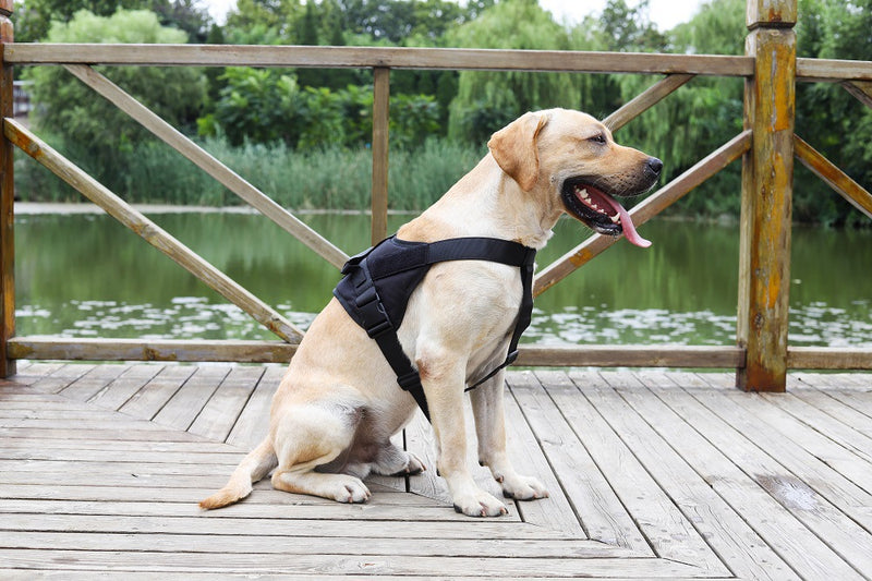 LARGE-BLACK Dog Harness Set Pet Adjustable Chest Strap Walking Collar Vest