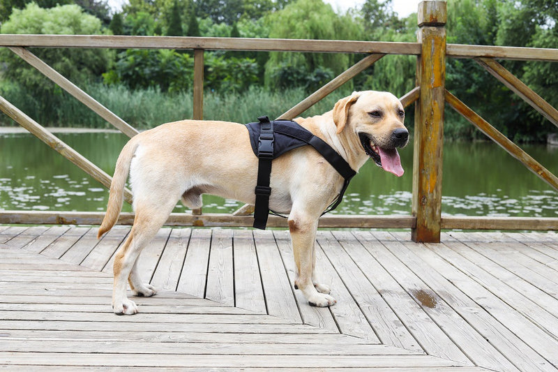 LARGE-BLACK Dog Harness Set Pet Adjustable Chest Strap Walking Collar Vest